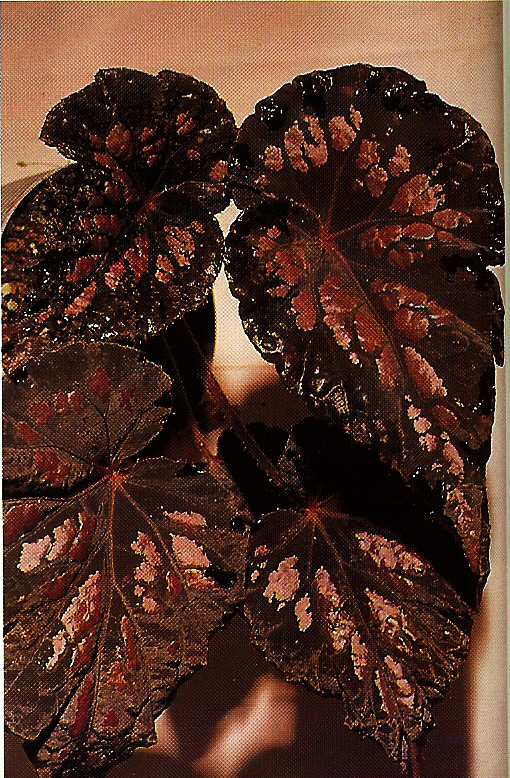 B. ‘Lucy Closson’